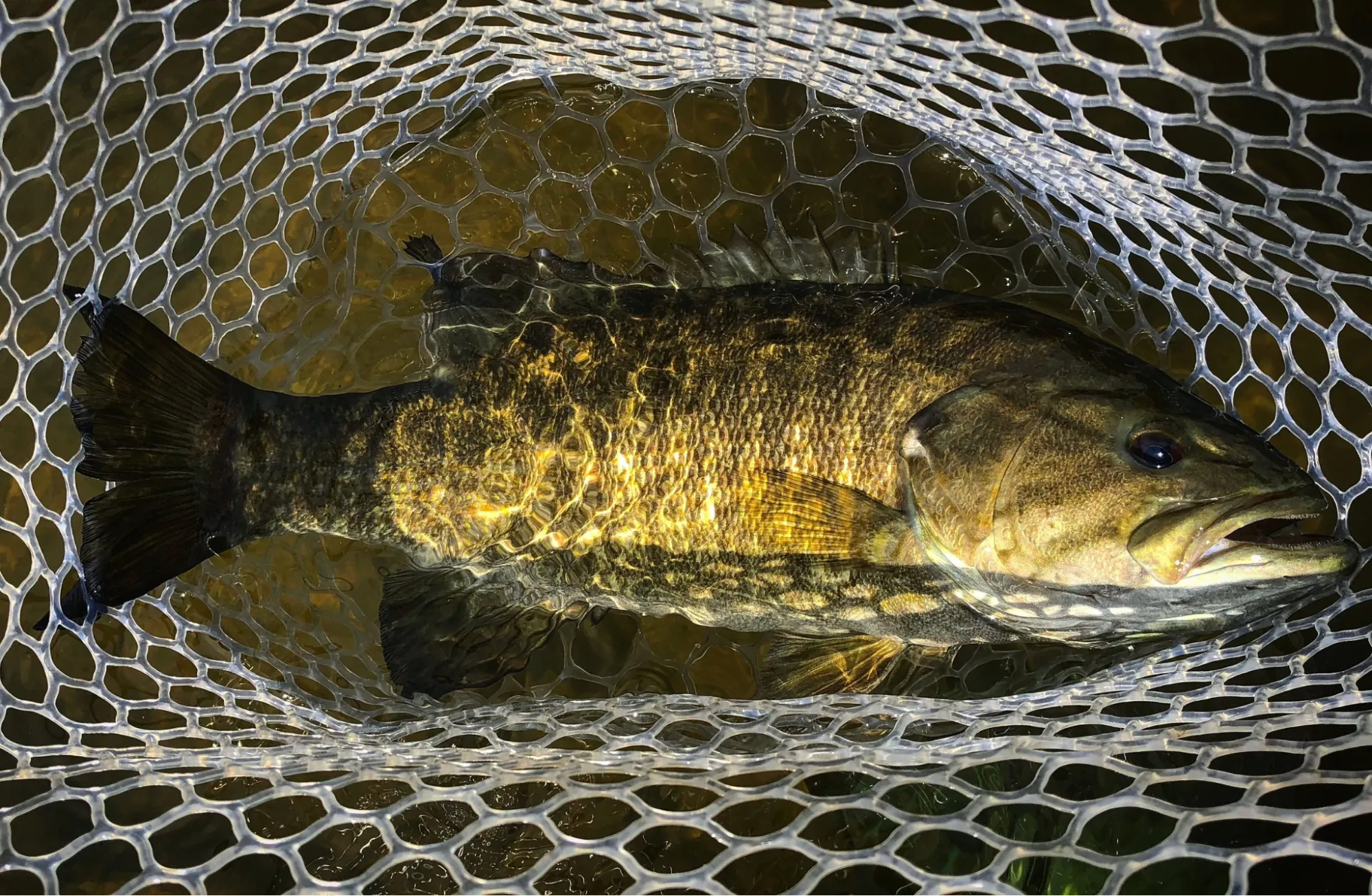 A beautiful bronze-colored smallmouth bass caught while fishing.